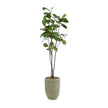 John Richard Decor Tall and Slender Fiddle Leaf Fig
