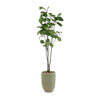 John Richard Decor Tall and Slender Fiddle Leaf Fig