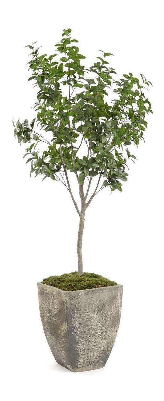 John Richard Bay Laurel Tree