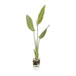 John Richard Decor New Growth Bird Of Paradise