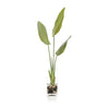 John Richard Decor New Growth Bird Of Paradise