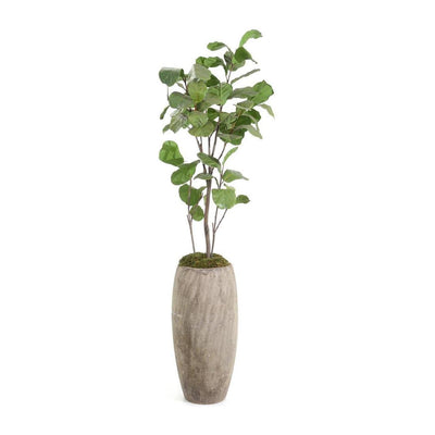 John Richard Decor Slender Fiddle Leaf Fig