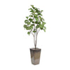 John Richard Decor Mossey Green Fig Tree