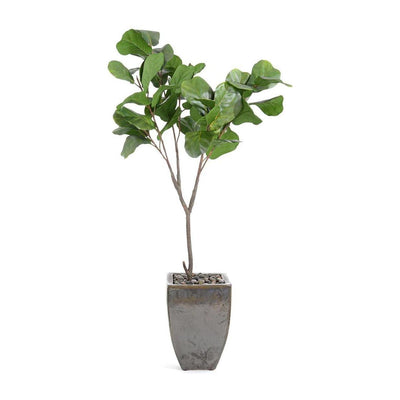 John Richard Decor Rocky Fig Tree