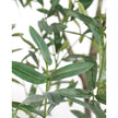 John Richard Decor Tuscan Olive