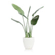 John Richard Decor Tropical Bird of Paradise