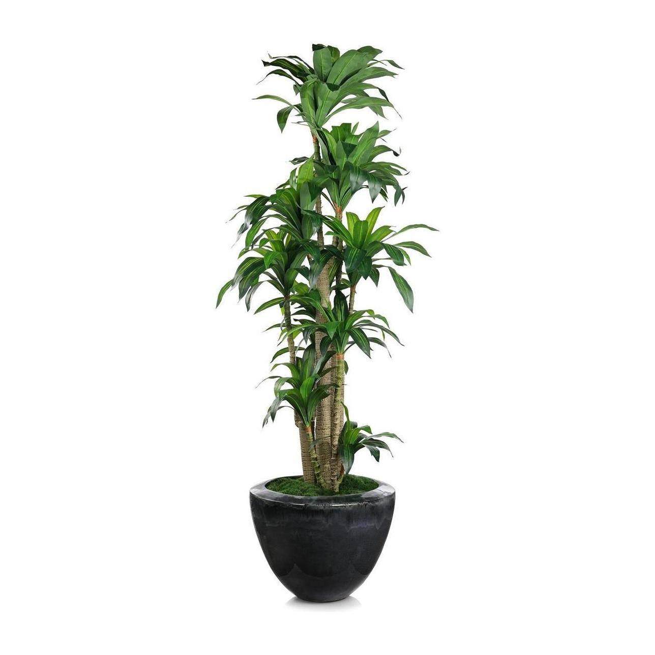John Richard Decor Dracaena Corn Tree