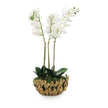 John Richard Decor Orchid Elegance