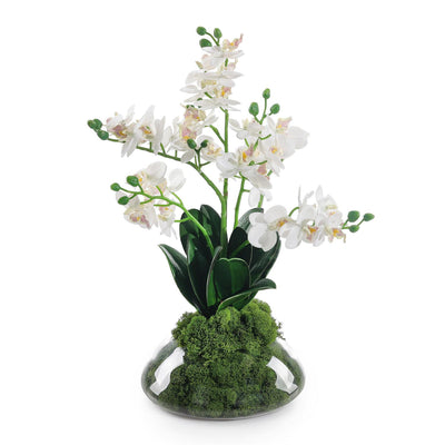 John Richard Petite Orchids