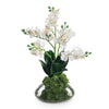 John Richard Petite Orchids