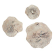 Uttermost Teo Bleached Wood Wall Decor - Set of 3