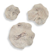 Uttermost Teo Bleached Wood Wall Decor - Set of 3