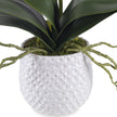 Uttermost Cami Orchid