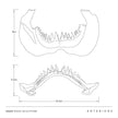 Arteriors Mako Sculpture