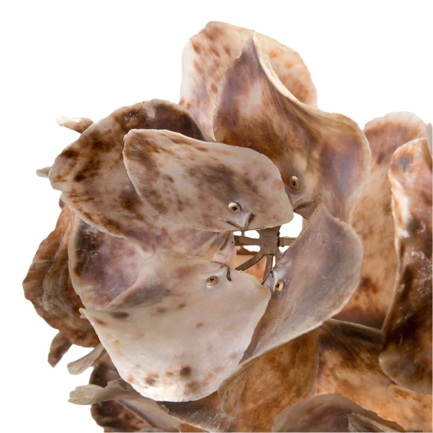 Made Goods Venus Chandelier