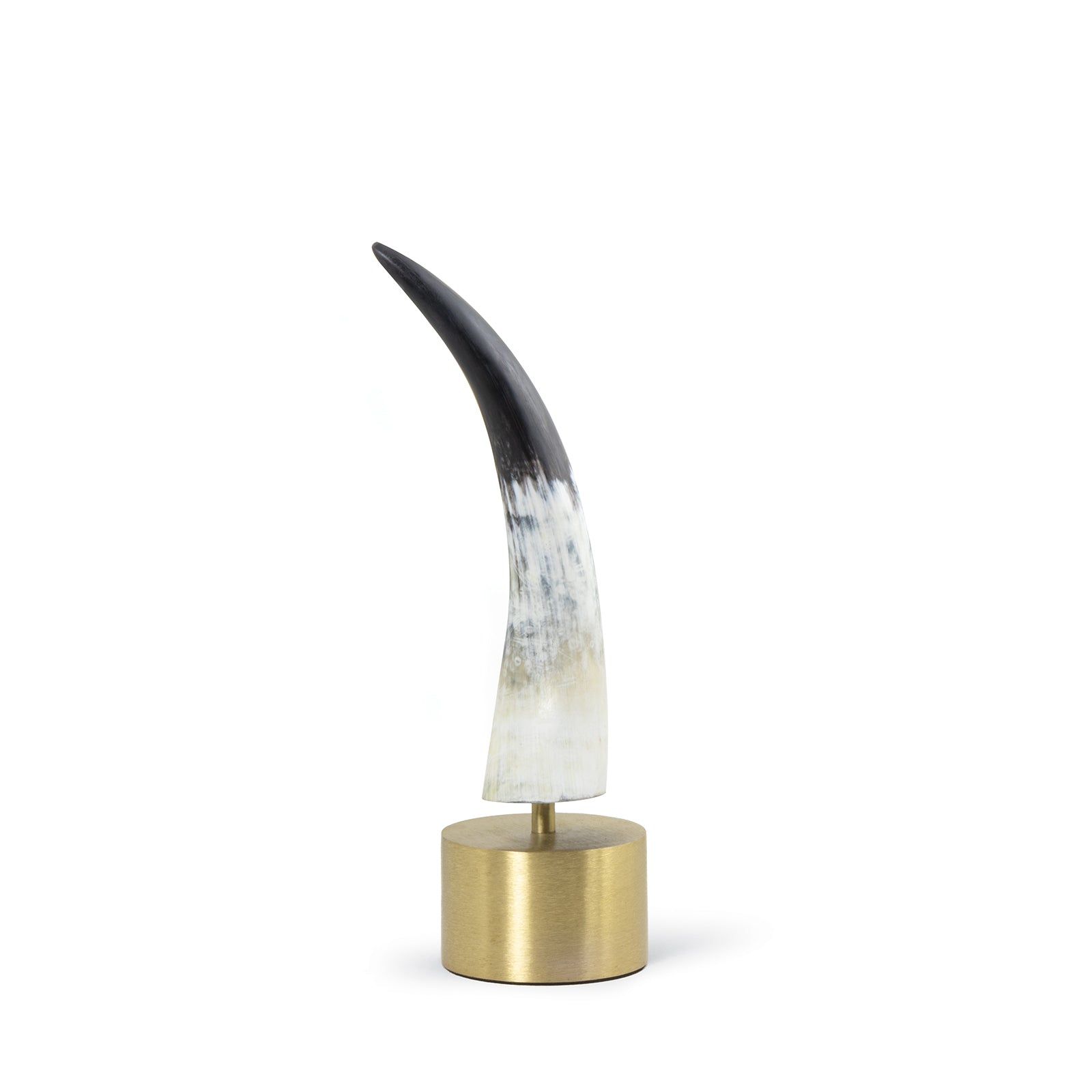 Regina Andrew Daylon Horn