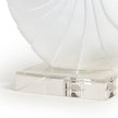 Nautilus White Shell