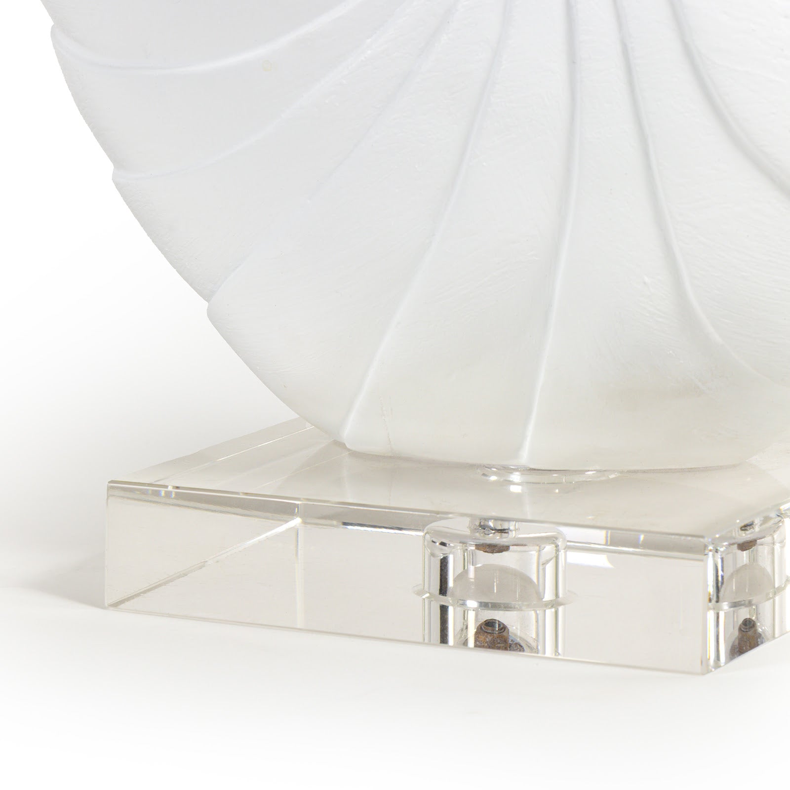 Nautilus White Shell