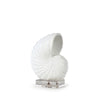 Nautilus White Shell