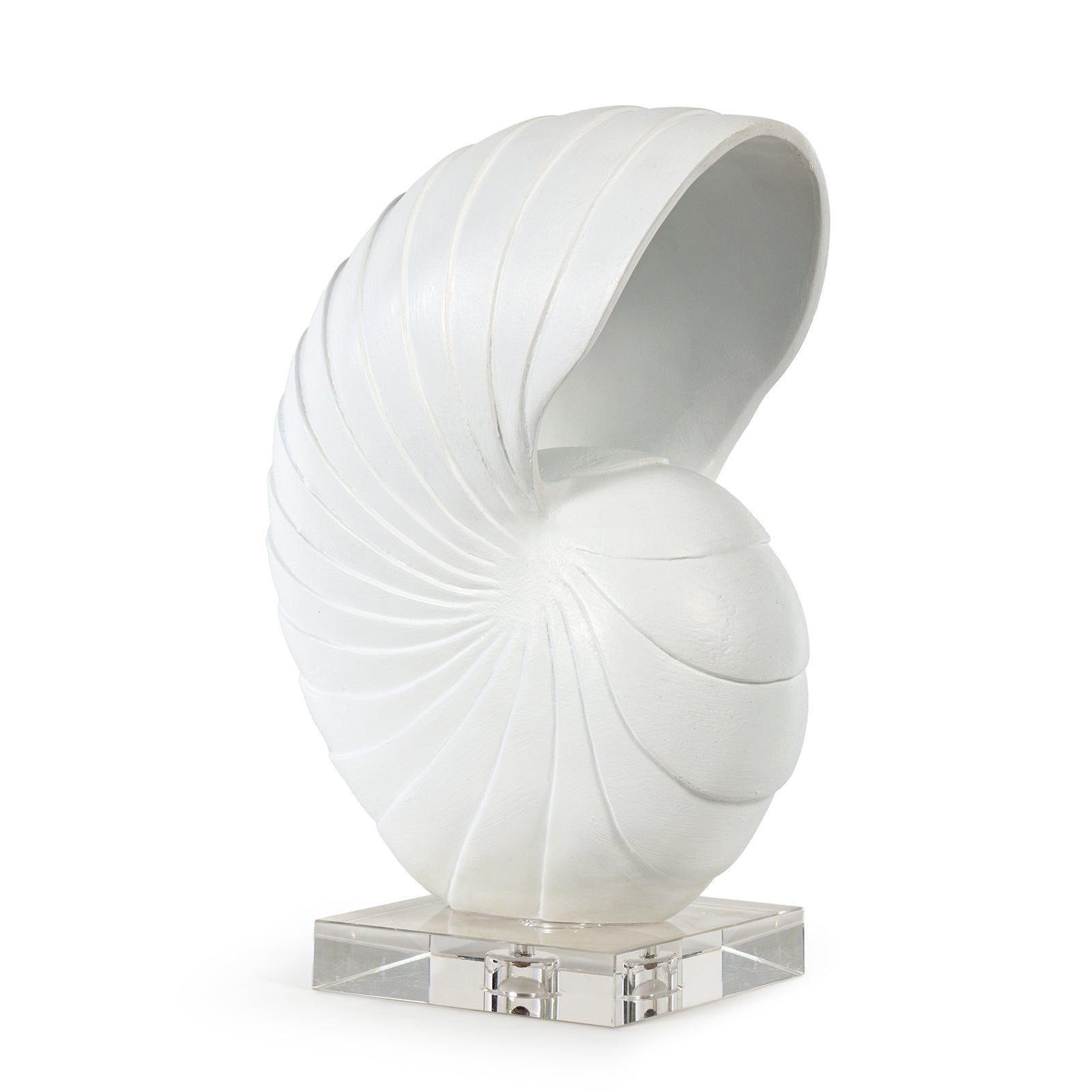 Nautilus White Shell