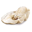 Regina Andrew Imperial Clam