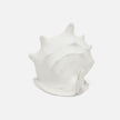 Gian Porcelain Conch Sculpture - Multiple of 2
