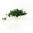 Pressler Outdoor Planter - Set of 2
