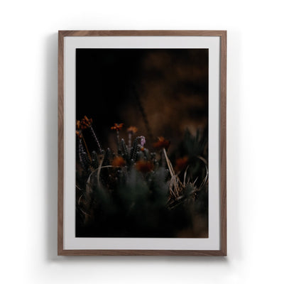 First Bloom by Annie Spratt