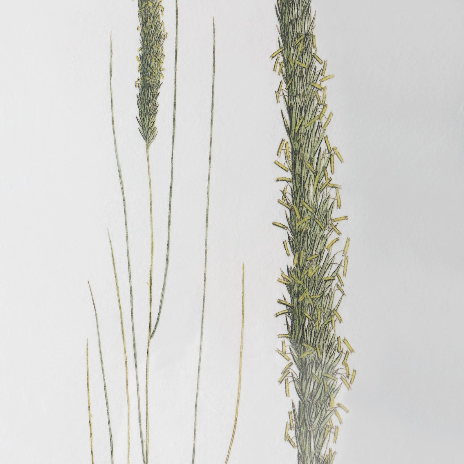 Uttermost Forest Finds Framed Prints - Set of 6