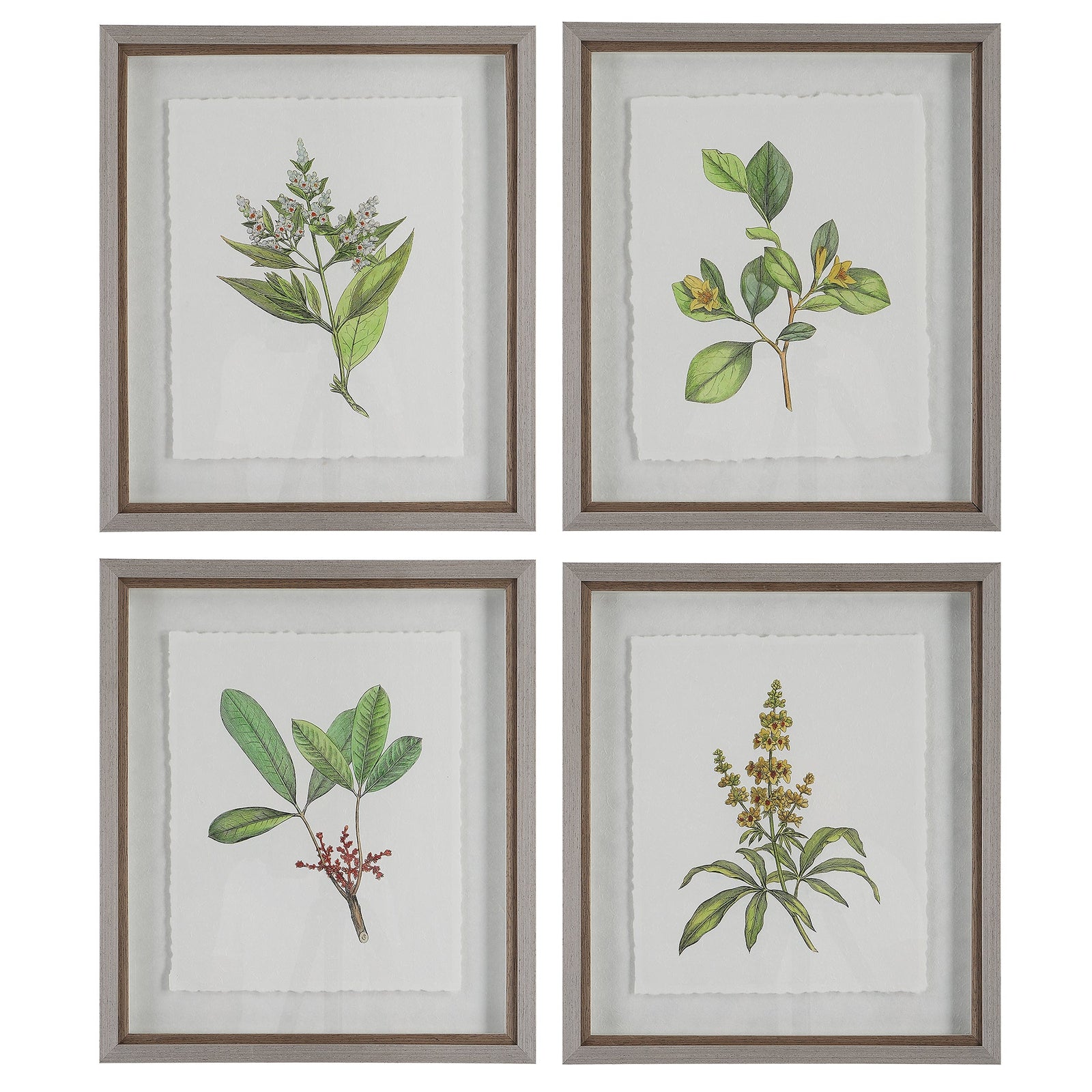 Uttermost Wildflower Study Framed Prints - Set of 4