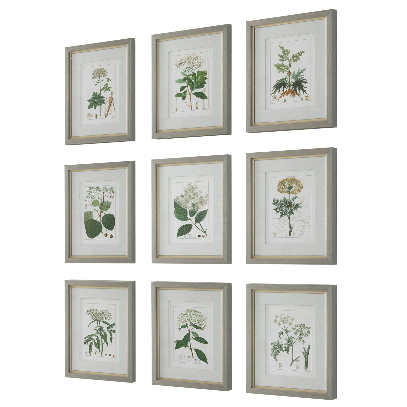 Uttermost Antique Botanicals Framed Prints - Set of 9