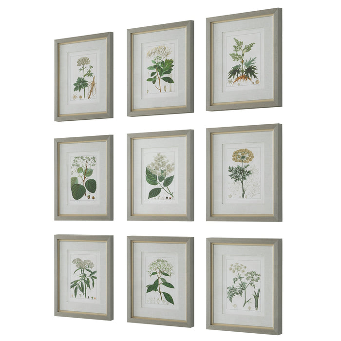 Uttermost Antique Botanicals Framed Prints - Set of 9