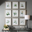 Uttermost Antique Botanicals Framed Prints - Set of 9