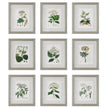Uttermost Antique Botanicals Framed Prints - Set of 9