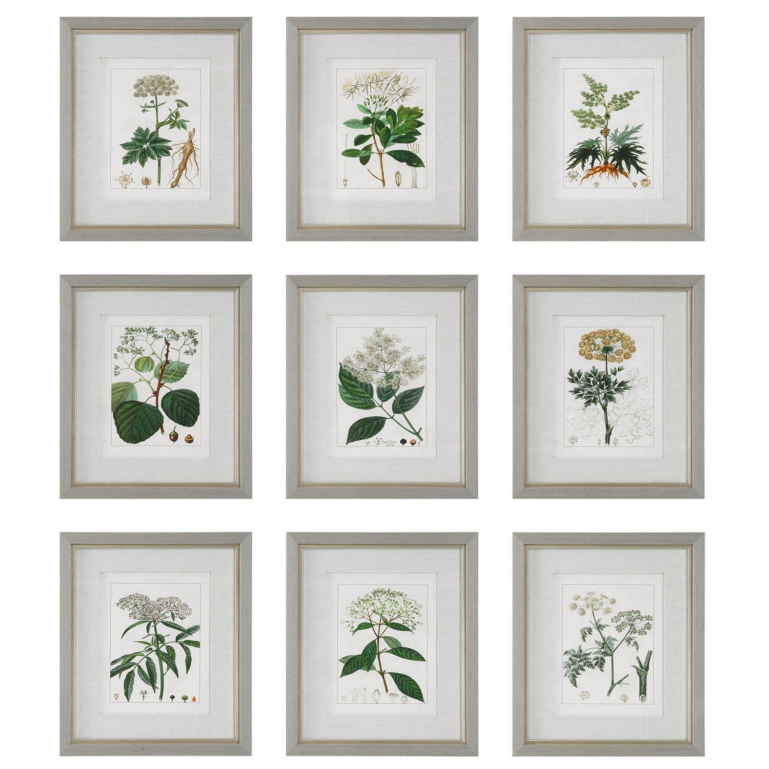 Uttermost Antique Botanicals Framed Prints - Set of 9