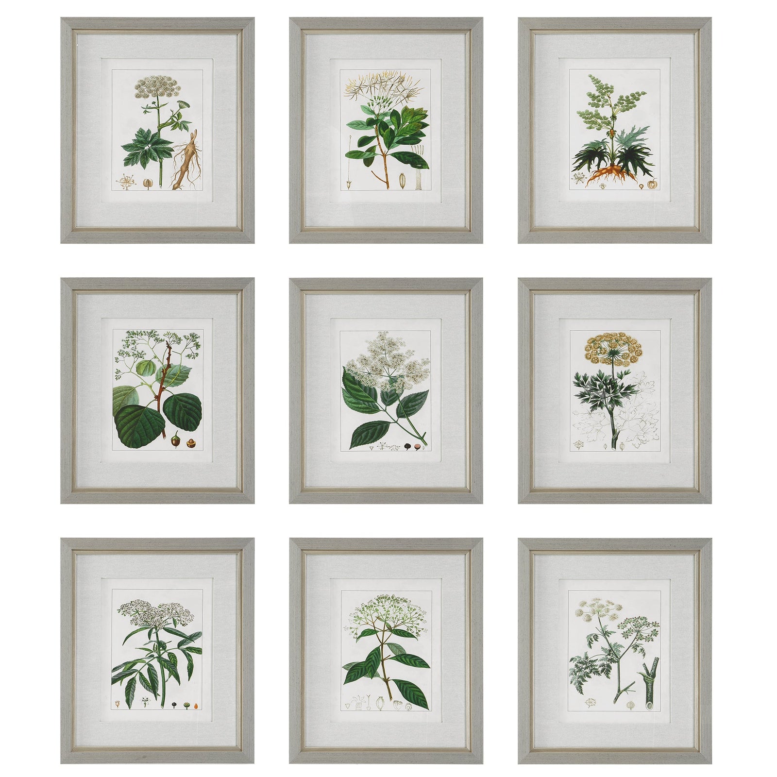 Uttermost Antique Botanicals Framed Prints - Set of 9