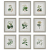 Uttermost Antique Botanicals Framed Prints - Set of 9