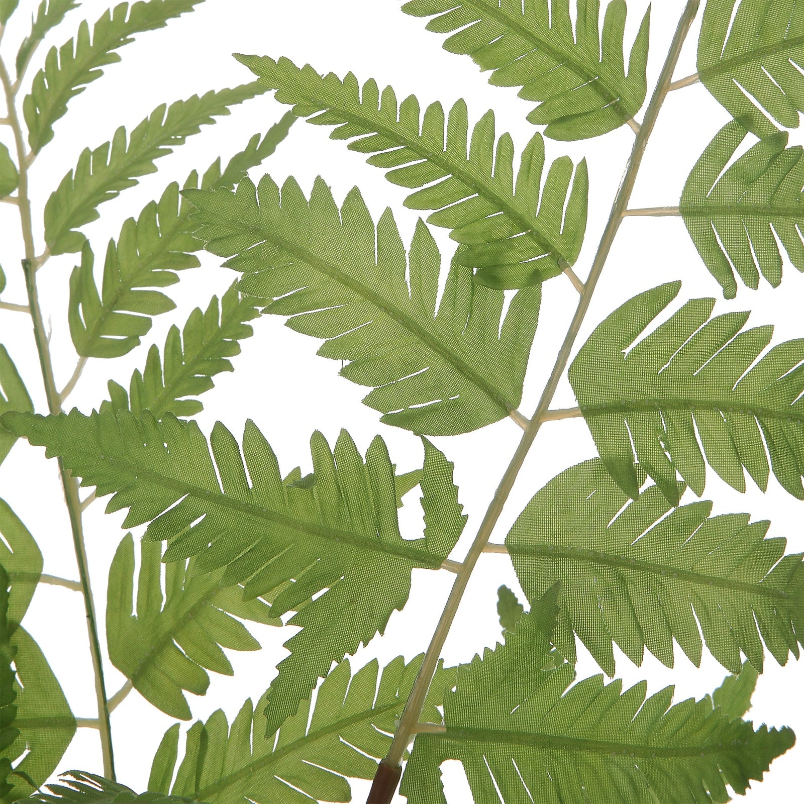 Uttermost Country Ferns - Set of 2