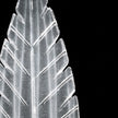 Fine Art Plume 17.5