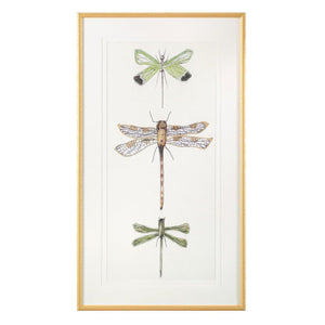 John Richard Joy Colangelo'S Joyful Dragonflies Wall Art