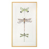 John Richard Joy Colangelo'S Joyful Dragonflies Wall Art