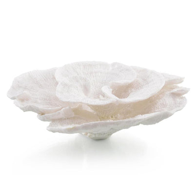 John Richard Foliose Coral