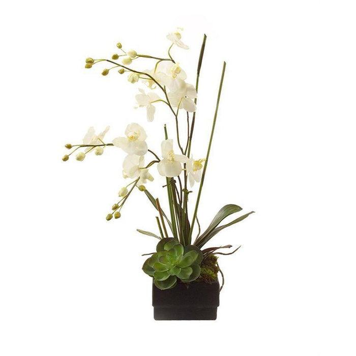 John Richard Phalaenopsis Orchid