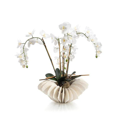 John Richard Sea Coral Orchids