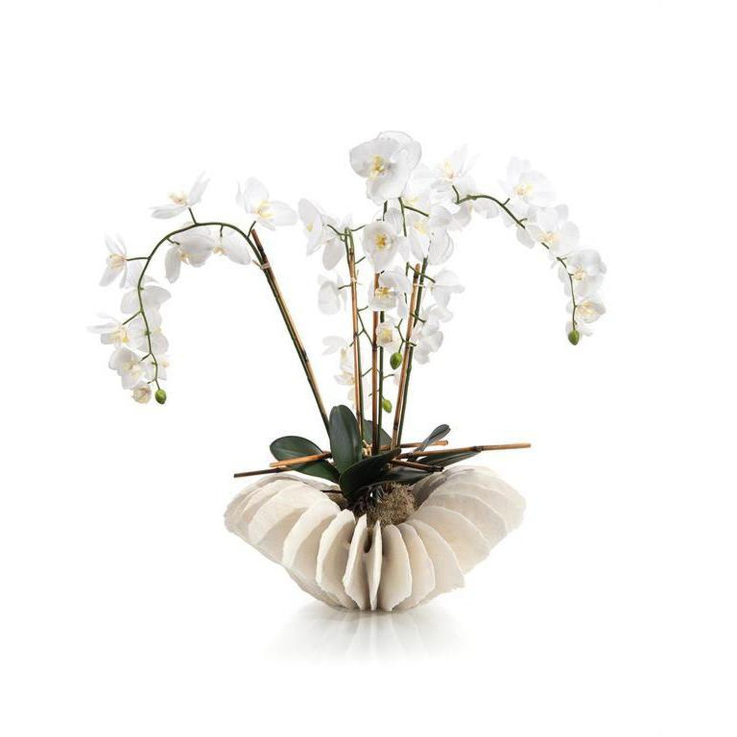 John Richard Sea Coral Orchids