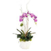 John Richard Vibrant Asian Orchid