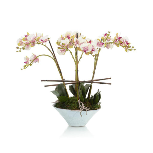John Richard Little Gem Orchid