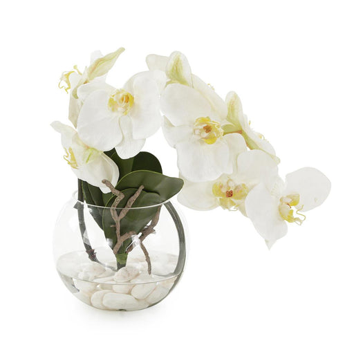 John Richard Aqua White Orchid