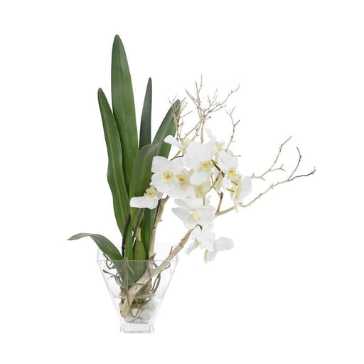 John Richard Orchids In Bloom