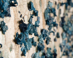 John Richard Teng Fei'S Silvered Dogwood Wall Art